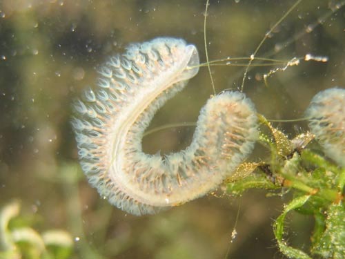 freshwater bryozoan