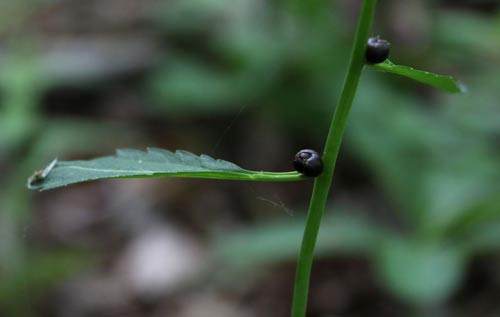 Bulbils on Dentaria bulbifera.