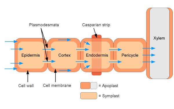 Casparian strip