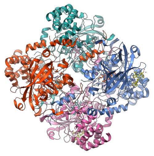 Catalase protein structure.