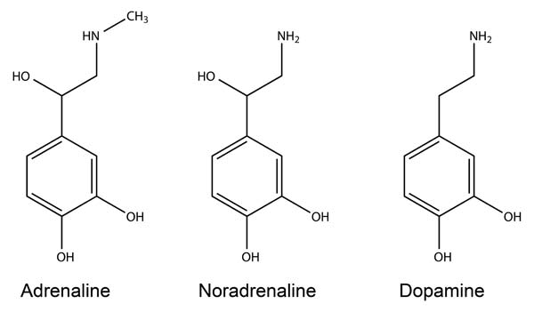 Catecholamines