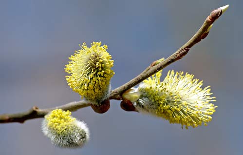 willow catkin