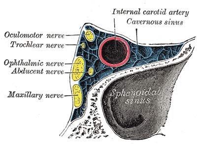 Cavernous sinus