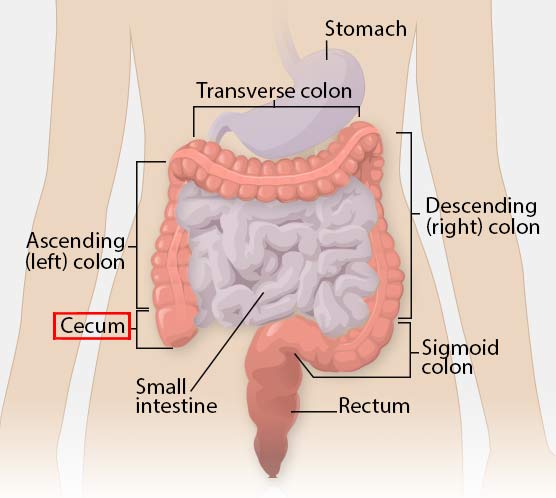 Cecum