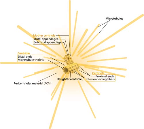 The structure of the centrosome.