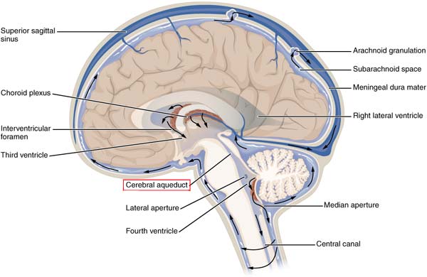 The ventricular system with the cerebral aqueduct highlighted.