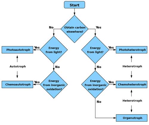 Flowchart to determine the type of a species.