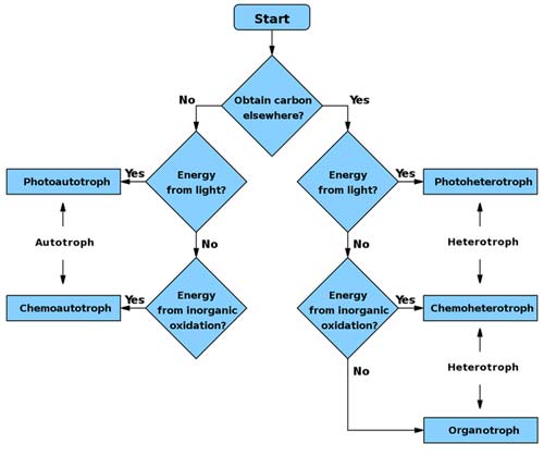 Flowchart to determine the type of a species.