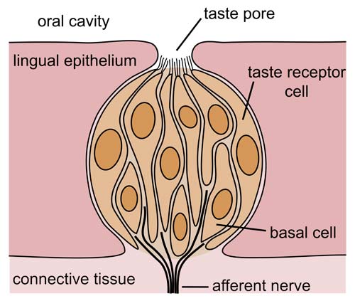 A taste bud, shown here, contains taste receptors, which are a type of chemoreceptor.