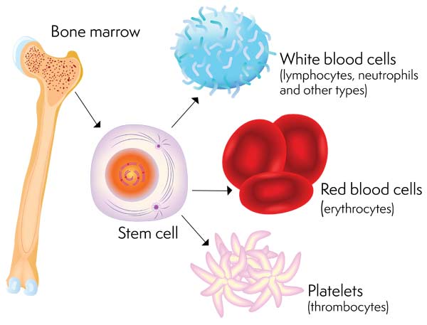 A stem cell and the blood cells it can produce.