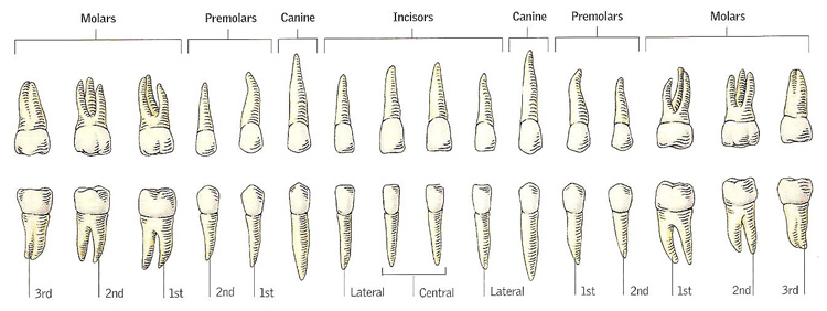 The 32 adult human teeth