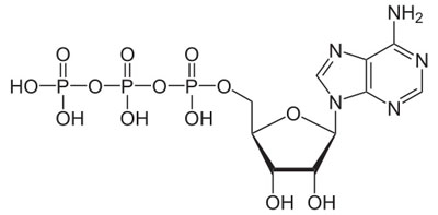 ATP molecule