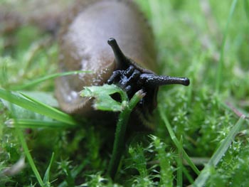 Arion vulgaris feeding