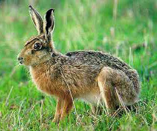 European hare