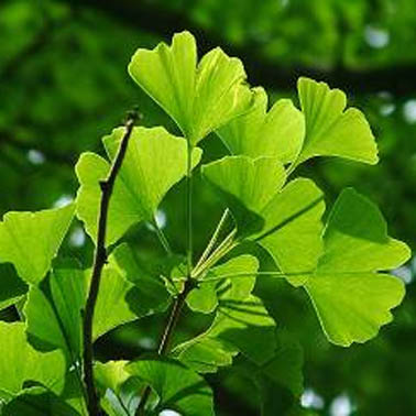 Ginkgo biloba