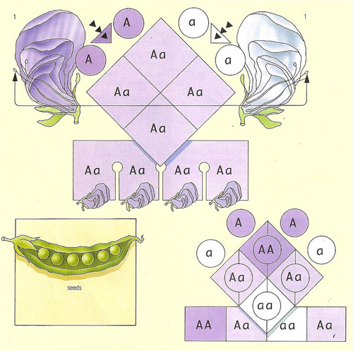 Mendelian inheritance