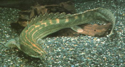 Polypterus