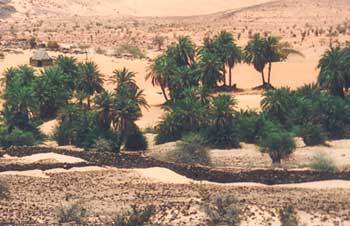 Saharan oasis