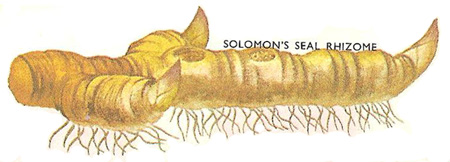 Solomon's Seal rhizome