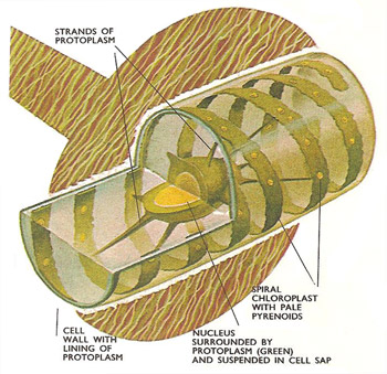 section through a strand of Spirogyra