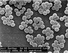 Colonies of Staphylococcus aureus