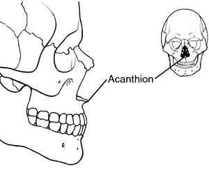 acanthion