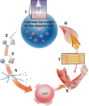 Chemical story of muscle action