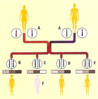 genetics of albinism