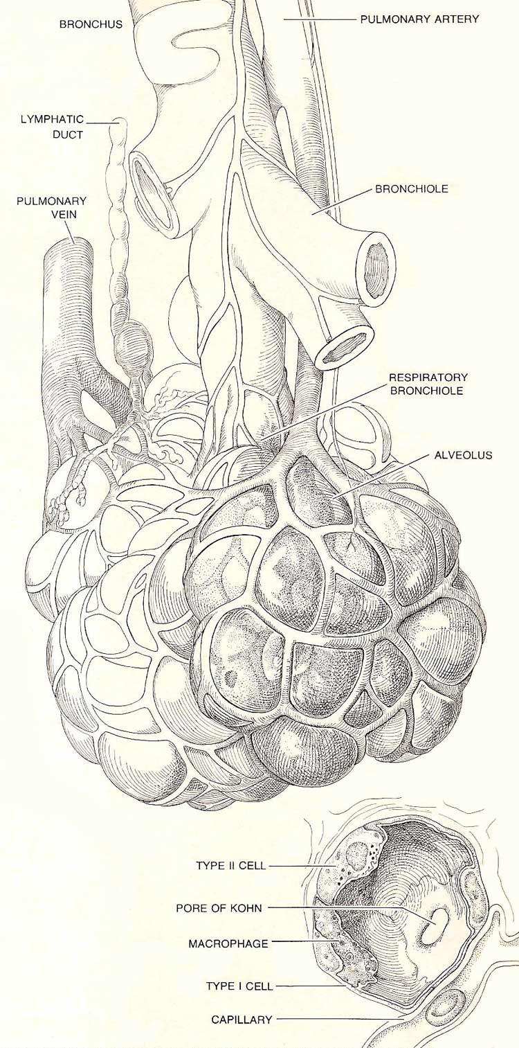 alveolus