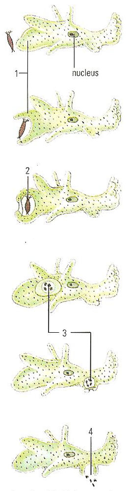 amoeba locomotion and feeding