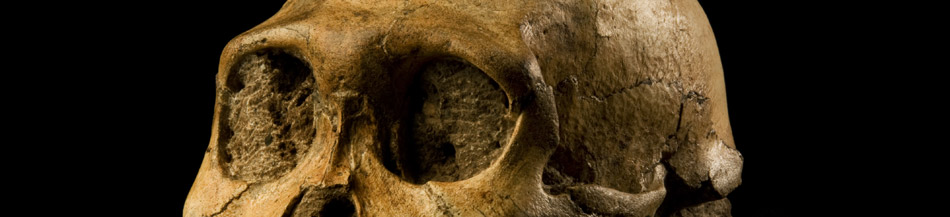 cranium of Australopithecus sediba.
Photo courtesy of Wits University