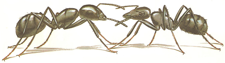 (Left) A pit on an antenna containing smell receptors.
(Center) Sensory hairs of various kinds on an antenna. (Right) A simple
touch-sensitive hair