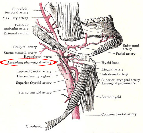 The ascending pharyngeal artery in relation to the external 
            carotid and its branches