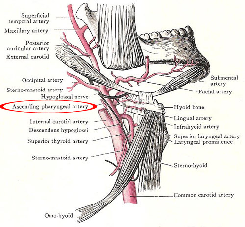 The ascending pharyngeal artery in relation to the external
carotid and its branches