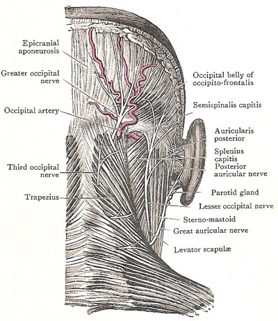 back of neck