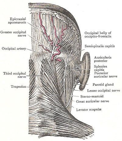 back of neck