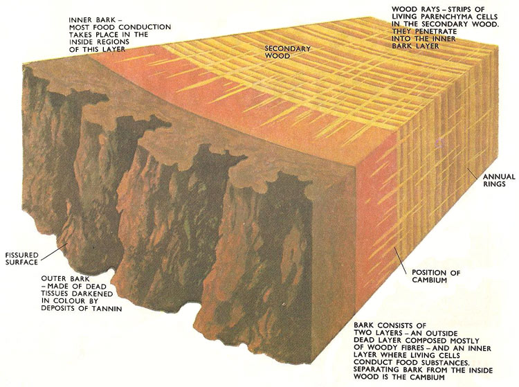 Bark consists of two layers