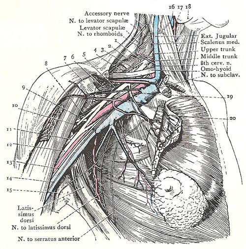 dissection to show the general relations of the brachial plexus
