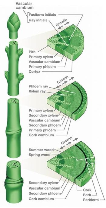 cambium