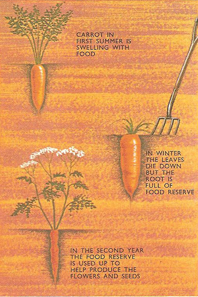 carrot and its food reserve