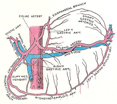 celiac artery and its branches