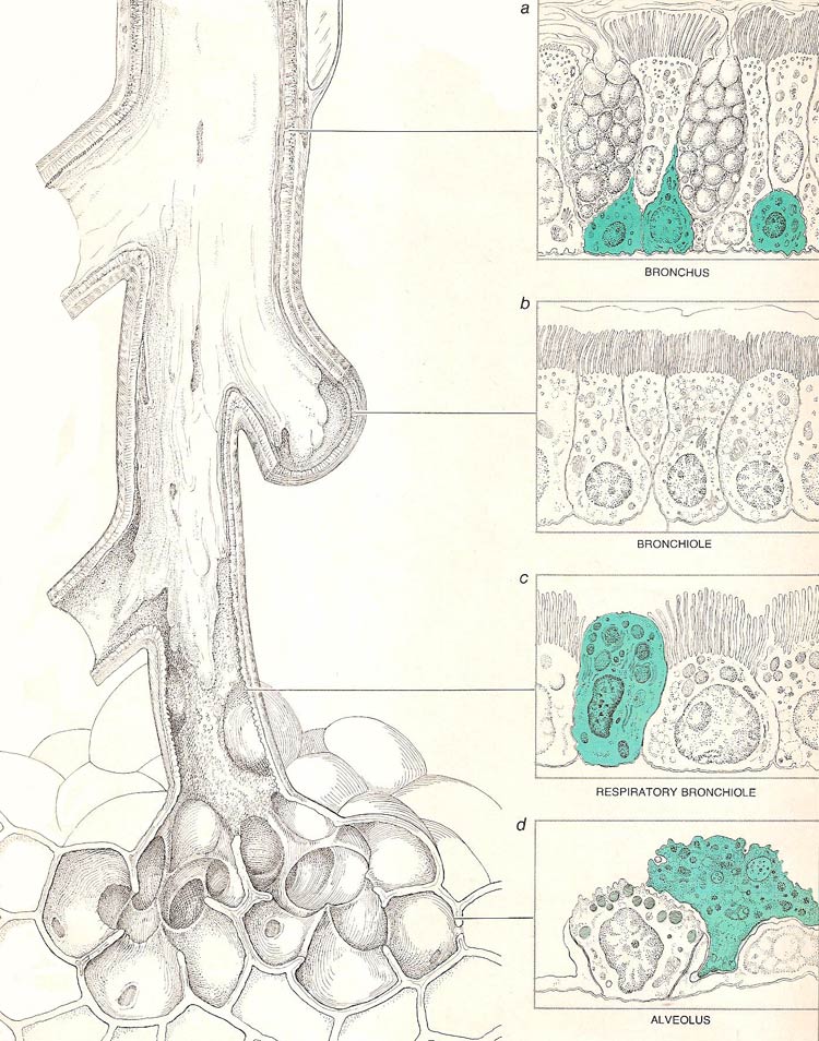 Cells of different kinds comprise the  lining of various parts of the lung