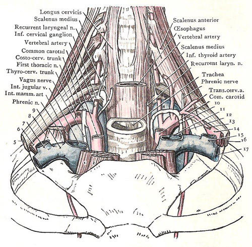 cervical pleura