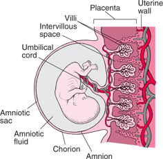 Placenta and embryo at 8 weeks of pregnancy