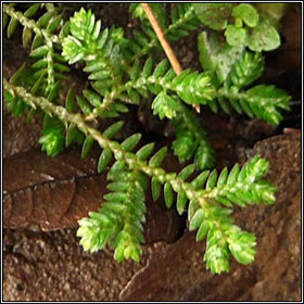 Kraus's club moss