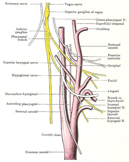 Carotid system of vessels in the neck