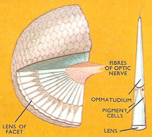 cutaway of a compound eye