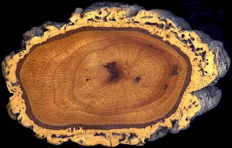 cork oak section