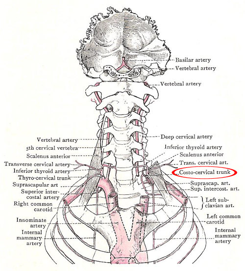 costocervical trunk