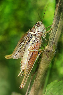 Roesel's bush-cricket